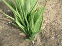 Aloe vera_2